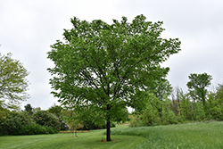 Valley Forge Elm (Ulmus americana 'Valley Forge') at Strader's Garden Centers