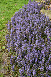 Caitlin's Giant Bugleweed (Ajuga reptans 'Caitlin's Giant') at Strader's Garden Centers