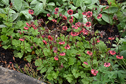 Flames of Passion Avens (Geum 'Flames of Passion') at Strader's Garden Centers