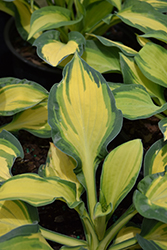 Happy Dayz Hosta (Hosta 'Happy Dayz') at Strader's Garden Centers