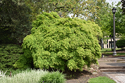 Cutleaf Japanese Maple (Acer palmatum 'Dissectum Viridis') at Strader's Garden Centers