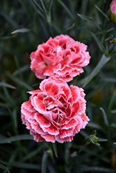 Coral Reef Pinks (Dianthus 'WP07OLDRICE') at Strader's Garden Centers