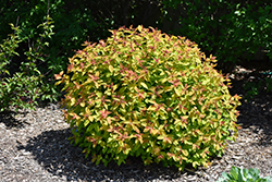 Double Play Candy Corn Spirea (Spiraea japonica 'NCSX1') at Strader's Garden Centers
