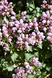 Pink Pewter Spotted Dead Nettle (Lamium maculatum 'Pink Pewter') at Strader's Garden Centers