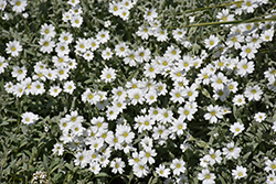 Silver Carpet Snow-In-Summer (Cerastium tomentosum 'Silver Carpet') at Strader's Garden Centers