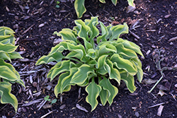 Wrinkle in Time Hosta (Hosta 'Wrinkle in Time') at Strader's Garden Centers