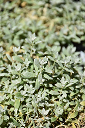 Silver Carpet Snow-In-Summer (Cerastium tomentosum 'Silver Carpet') at Strader's Garden Centers