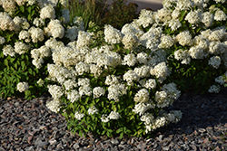 Bobo Hydrangea (Hydrangea paniculata 'ILVOBO') at Strader's Garden Centers