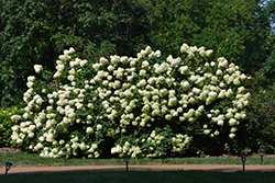 Limelight Hydrangea (Hydrangea paniculata 'Limelight') at Strader's Garden Centers