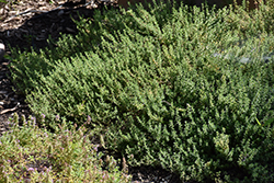 Common Thyme (Thymus vulgaris) at Strader's Garden Centers