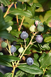 Perpetua Blueberry (Vaccinium 'ORUS-61-1') at Strader's Garden Centers