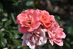 Coral Knock Out Rose (Rosa 'Radral') at Strader's Garden Centers