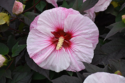 Summerific Perfect Storm Hibiscus (Hibiscus 'Perfect Storm') at Strader's Garden Centers