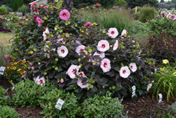 Summerific Perfect Storm Hibiscus (Hibiscus 'Perfect Storm') at Strader's Garden Centers