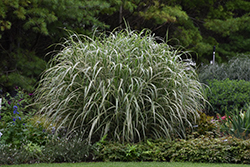Cosmopolitan Maiden Grass (Miscanthus sinensis 'Cosmopolitan') at Strader's Garden Centers