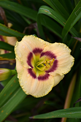 Baby Moon Cafe Daylily (Hemerocallis 'Baby Moon Cafe') at Strader's Garden Centers