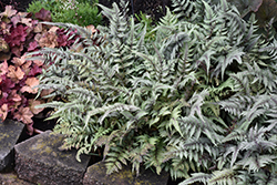 Japanese Painted Fern (Athyrium nipponicum 'Pictum') at Strader's Garden Centers