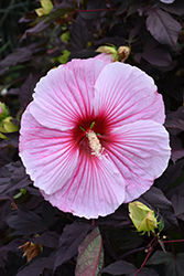 Starry Starry Night Hibiscus (Hibiscus 'Starry Starry Night') at Strader's Garden Centers