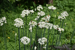 Garlic Chives (Allium tuberosum) at Strader's Garden Centers