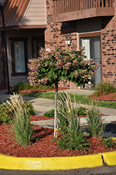 Quick Fire Hydrangea (tree form) (Hydrangea paniculata 'Bulk') at Strader's Garden Centers