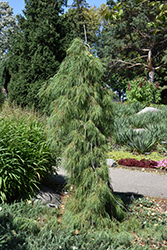 Angel Falls Weeping White Pine (Pinus strobus 'Angel Falls') at Strader's Garden Centers