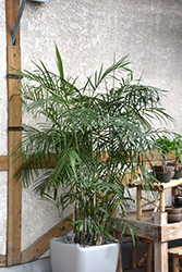 Cat Palm (Chamaedorea cataractarum) at Strader's Garden Centers