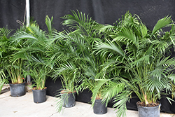 Cat Palm (Chamaedorea cataractarum) at Strader's Garden Centers