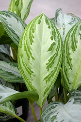 Silver Bay Chinese Evergreen (Aglaonema 'Silver Bay') at Strader's Garden Centers