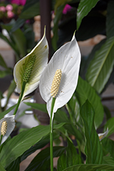 Peace Lily (Spathiphyllum cochlearispathum) at Strader's Garden Centers
