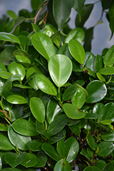 Moclame Ficus (Ficus microcarpa 'Moclame') at Strader's Garden Centers