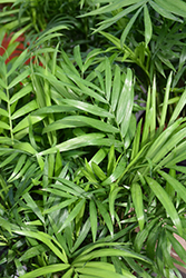 Neanthe Bella Palm (Chamaedorea elegans) at Strader's Garden Centers