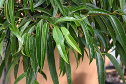Alii Fig (Ficus maclellandii 'Alii') at Strader's Garden Centers