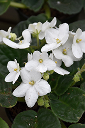 White African Violet (Saintpaulia 'White') at Strader's Garden Centers