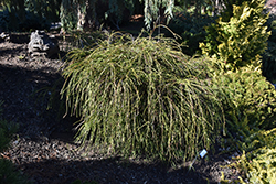 Whipcord Arborvitae (Thuja plicata 'Whipcord') at Strader's Garden Centers
