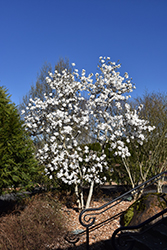 Royal Star Magnolia (Magnolia stellata 'Royal Star') at Strader's Garden Centers