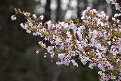 Little Twist Fuji Cherry (tree form) (Prunus incisa 'CarltonLT') at Strader's Garden Centers