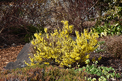 Bronx Forsythia (Forsythia viridissima 'Bronxensis') at Strader's Garden Centers