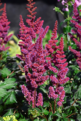 Visions in Red Chinese Astilbe (Astilbe chinensis 'Visions in Red') at Strader's Garden Centers