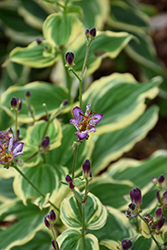 Samurai Toad Lily (Tricyrtis formosana 'Samurai') at Strader's Garden Centers