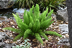 Myers Foxtail Fern (Asparagus densiflorus 'Myers') at Strader's Garden Centers