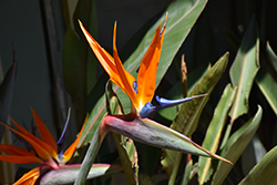 Orange Bird Of Paradise (Strelitzia reginae) at Strader's Garden Centers