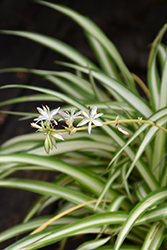 Spider Plant (Chlorophytum comosum) at Strader's Garden Centers