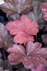 Carnival Candy Apple Coral Bells (Heuchera 'Candy Apple') at Strader's Garden Centers
