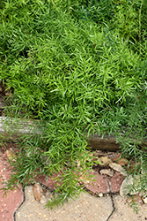 Sprengeri Asparagus Fern (Asparagus densiflorus 'Sprengeri') at Strader's Garden Centers