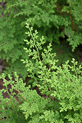 Moss Fern (Selaginella pallescens) at Strader's Garden Centers