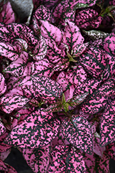Splash Select Pink Polka Dot Plant (Hypoestes phyllostachya 'PAS2341') at Strader's Garden Centers