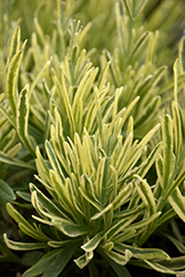 Platinum Blonde Lavender (Lavandula angustifolia 'Momparler') at Strader's Garden Centers