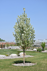 Starlite Flowering Crab (Malus 'Jeflite') at Strader's Garden Centers