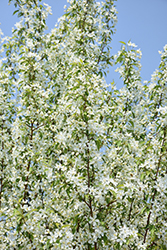 Starlite Flowering Crab (Malus 'Jeflite') at Strader's Garden Centers