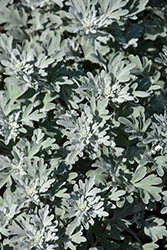 Silver Brocade Artemisia (Artemisia stelleriana 'Silver Brocade') at Strader's Garden Centers